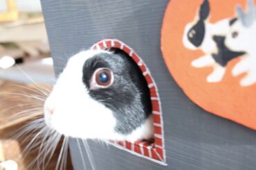 An introduction to my cute bunnies Flopsy and Cottontail