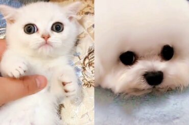 Cute animals Videos Compilation /Cute baby animals Videos #08