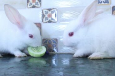 Cute Bunny Rabbits How To Eat Cucumber | Bunny Rabbits Video For Kids | Rabbits Funny Video | Pets