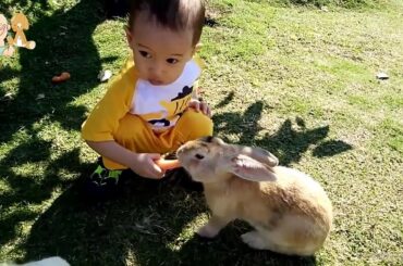 Cute Friendship Babies and Rabbits    Baby and Bunny Rabbit playing together Compilation