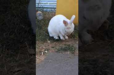 Cute bunny momment?? ÔwÔ