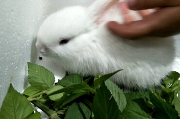 Take Care Of 2 Cute Baby Bunny ❤ BaoBao ToysReview