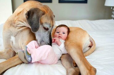 Cute Dogs Babysitting Babies Compilation!