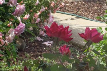 Cute rabbit in the rose bushes