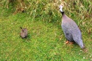 Pet Guinea Fowl with new friend. A Baby Rabbit