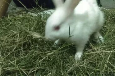 Marvel a cute rabbit 🐰🐇🐰🐇
