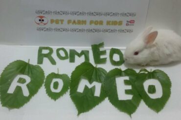 RABBİT EATS MULBERRY LEAF ASMR - RABBİT ROMEO