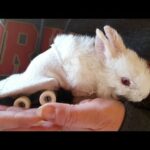 Paralyzed Bunny Can Adorably Hop Around Thanks to Toy Skateboard Wheelchair