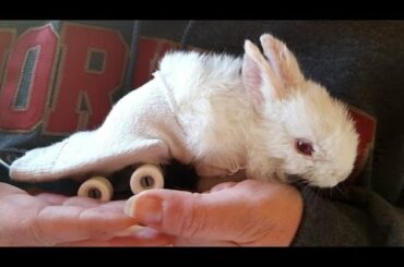 Paralyzed Bunny Can Adorably Hop Around Thanks to Toy Skateboard Wheelchair
