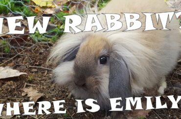 Rabbit Update: New Rabbit?  Where is Emily?