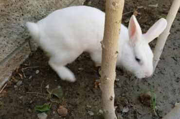 Cute Playful Bunny