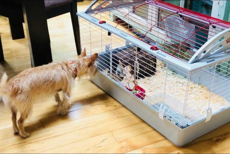 Joey The PUPPY DOG Meets Pet BUNNY RABBIT In Cage