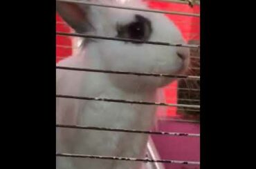 my cute bunny’s