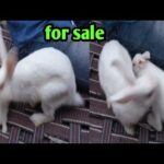 Rabbit 🐇 for sale 9121486006