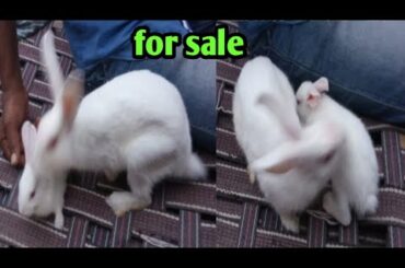Rabbit 🐇 for sale 9121486006