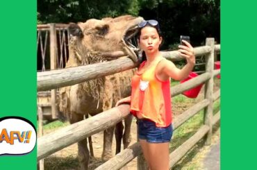 UNEXPECTED Animal ATTACKS! | AFVs Wildest Animal Moments