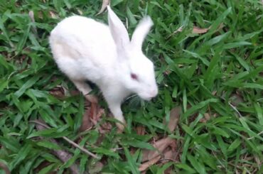 cute rabbit eating grass [created by AK YouTube]