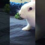 Cute bunny eating ; funny cute rabbit subbu video