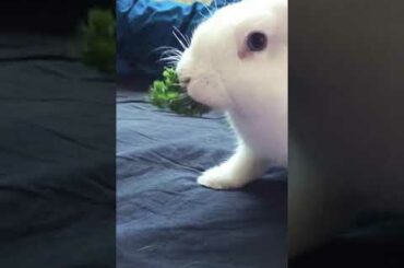 Cute bunny eating ; funny cute rabbit subbu video