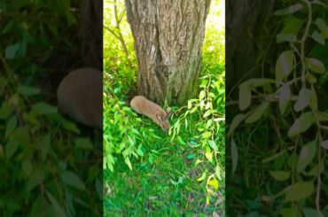 This is a bunny I saw