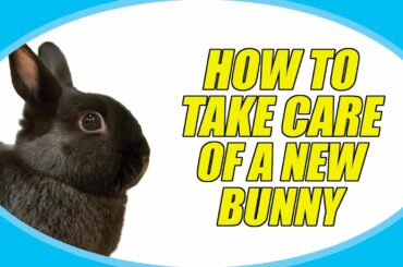 HOW TO TAKE CARE OF A NEW BUNNY!