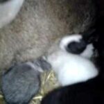 2 haftalık tavşan yavruları (Cute rabbit pups sucking milk)