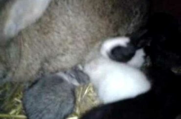 2 haftalık tavşan yavruları (Cute rabbit pups sucking milk)