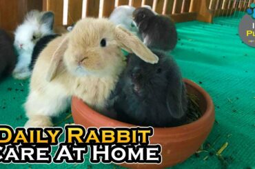 집에서 매일 토끼 관리 - Cute Rabbit (11/02/2019)