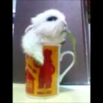 Cute bunny in a cup eating dandelion leaf