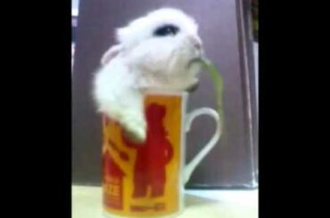 Cute bunny in a cup eating dandelion leaf