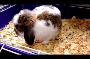 Cute bunny I used to have.