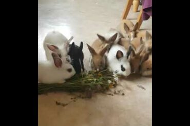 Cute Bunnies: Day 67