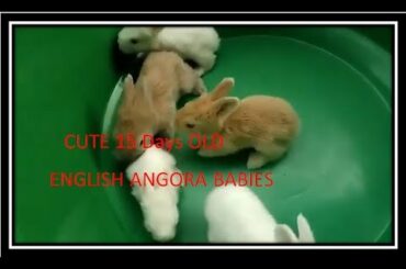 15 DAYS OLD CUTE ENGLISH ANGORA BABIES