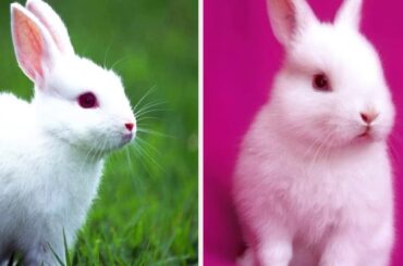 Bunny’s!!!which is the cutest.(you decide)