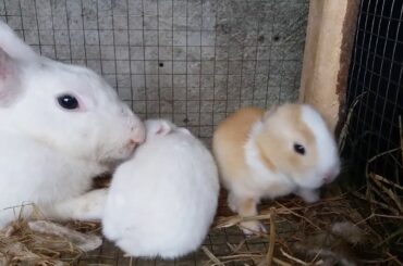 10days old Cute Rabbits - cuteness overload