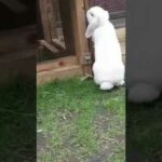 Naughty Baby Bunny Makes Mess In Cage And Escapes