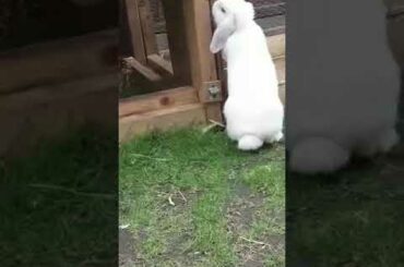 Naughty Baby Bunny Makes Mess In Cage And Escapes
