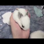 Baby rabbit one-handed control