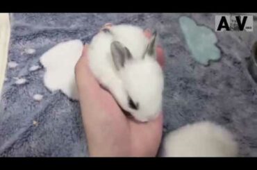 Baby rabbit one-handed control