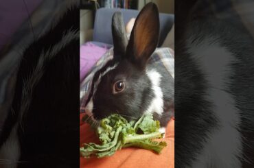 Onyx: The Cutest Bunny