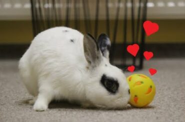 Bunny playing with ball | cute video!!!