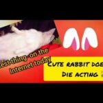 Cute Rabbit act as she is dead!! Most funny video.