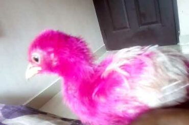 My pet cute baby CHICK'S