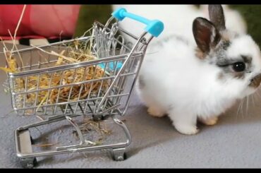 CONEJOS bebés GRACIOSOS, comiendo por primera vez con 22 DÍAS. 🐰🐇🐰