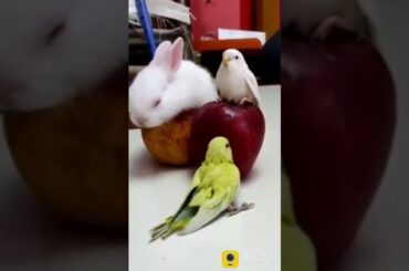 Cute animals