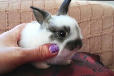 My CUTE BABY BUNNY, DON'T STOP! CONEJITOS BEBES  con 24 días. 🐰💕🐰💖