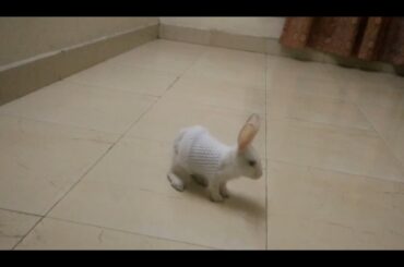 'Bunny' - The Cute Rabbit