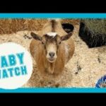 LIVE: Baby Goat Watch! | Goats of Anarchy