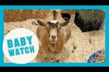 LIVE: Baby Goat Watch! | Goats of Anarchy