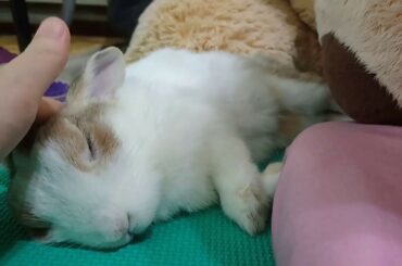 Rabbit Life🐇 | Rabbit sleeps like a baby